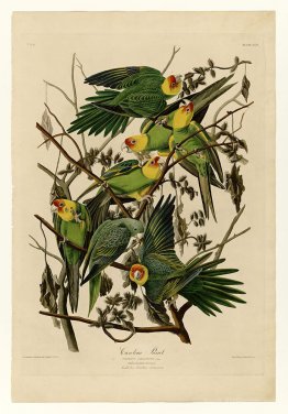 Plate 26. Carolina Parrot