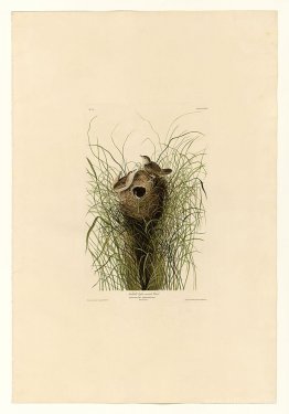 Plate 175 Nuttall's lesser-marsh Wren