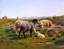 Sheep and a Lamb