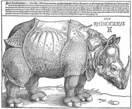 Rhinoceros