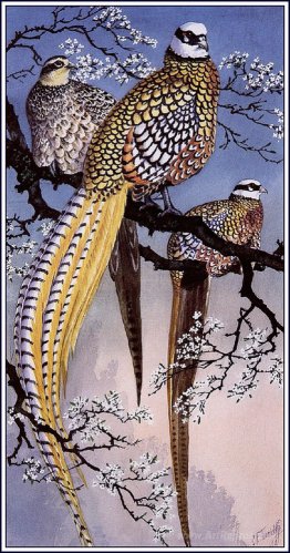 Reeve's Pheasants