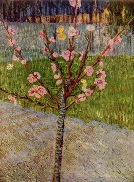 Almond Tree in Blossom