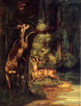 Male and Female Deer in the Woods