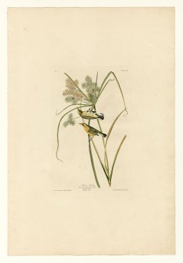 Plate 14. Prairie Warbler