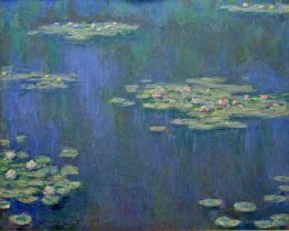 Water Lilies