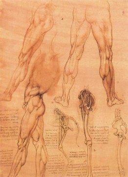 Studies of legs of man and the leg of a horse