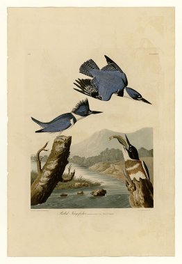 Plate 77 Belted Kingfisher