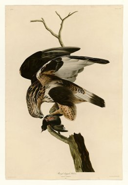 Plate 166 Rough-legged Falcon