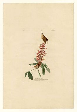 Plate 78 Great Carolina Wren