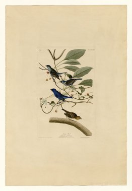 Plate 74 Indigo Bird