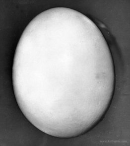 The egg