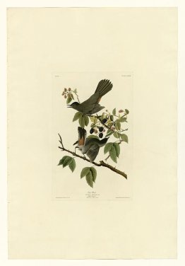 Plate 128 Cat Bird