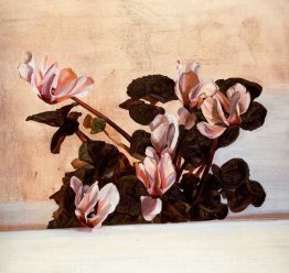 Cyclamen