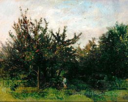 An Apple Orchard