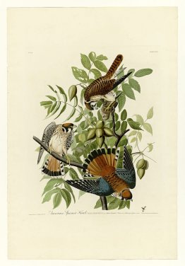 Plate 142 American Sparrow Hawk