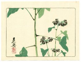 Flowering Plant - Hana Kurabe