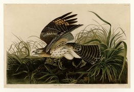 Plate 71 Winter Hawk