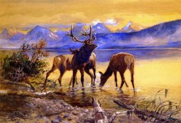 Elk in Lake McDonald