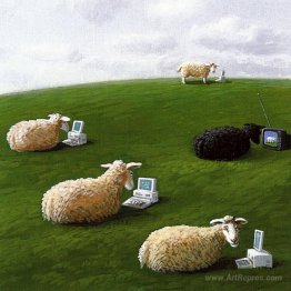 Sheepwith Lap Tops