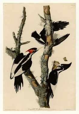 Plate 66 Ivory-billed Woodpecker