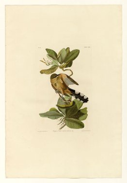 Plate 169 Mangrove Cuckoo