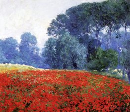 Poppy Field