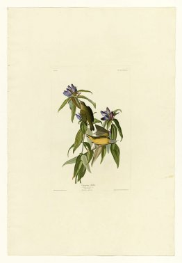 Plate 138 Connecticut Warbler