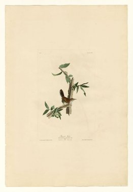 Plate 18. Bewick's Wren