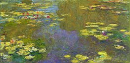 Water Lilies