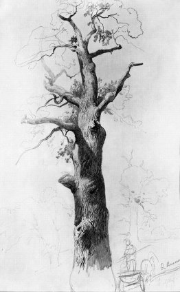 The Trunk of an Old Oak