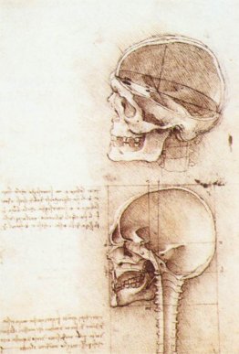 Studies of human skull