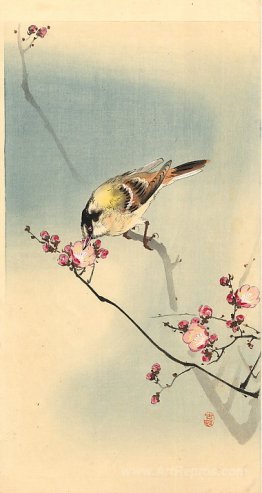 Songbird on plum blossom