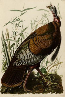 Plate 1. Wild Turkey