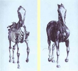 Frontal view of the skeleton of a horse, study No. 10 from 'The