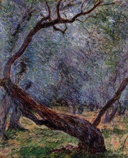 Olive Trees (Study)