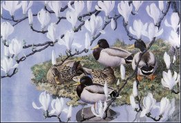 Mallards And Magnolias