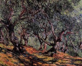 Olive Trees in Bordigher