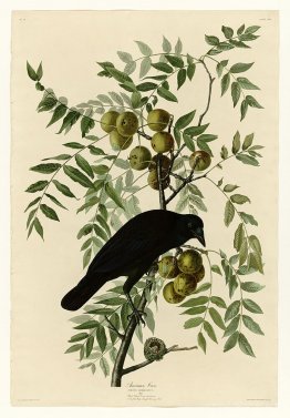 Plate 156 American Crow