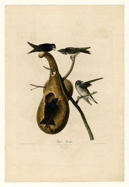 Plate 22. Purple Martin