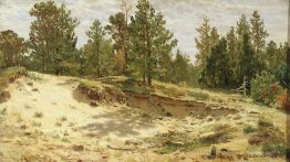 Young pines on the sandy cliff. Mary-Howie on Finnish Railways