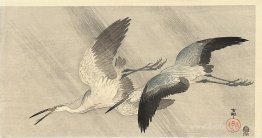 Two herons in flight