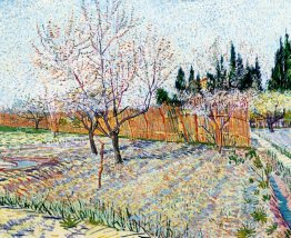 Orchard with Peach Trees in Blossom