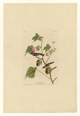 Plate 69 Bay-breasted Warbler