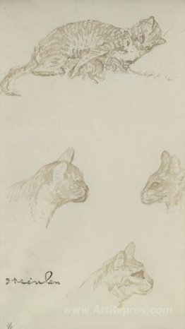 Study of cats