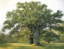 Oaks in Old Peterhof