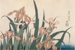 Irises and Grasshopper