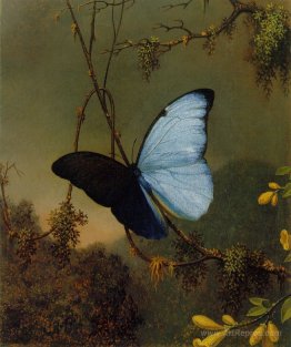 Blue Morpho Butterfly