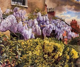 Wisteria. Cookham.