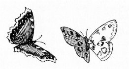 Butterflies