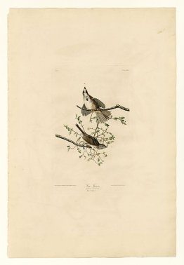 Plate 25. Song Sparrow